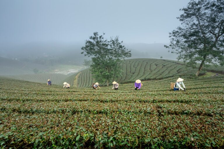 © Quang Nguyen Vinh / Unsplash